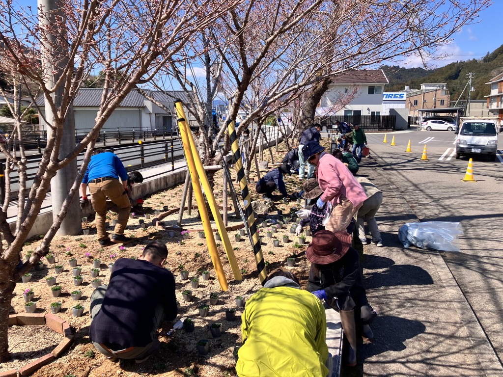 2025320芝桜植栽